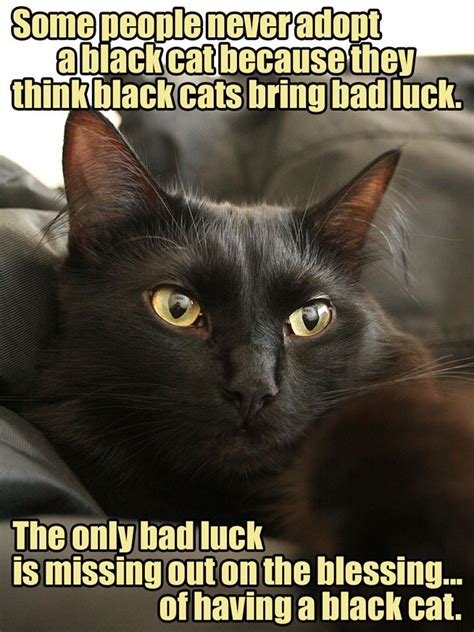 black cat meme|funny black cats.